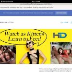 Americankittens Renew