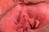 Gape My Pussy Paypal s1